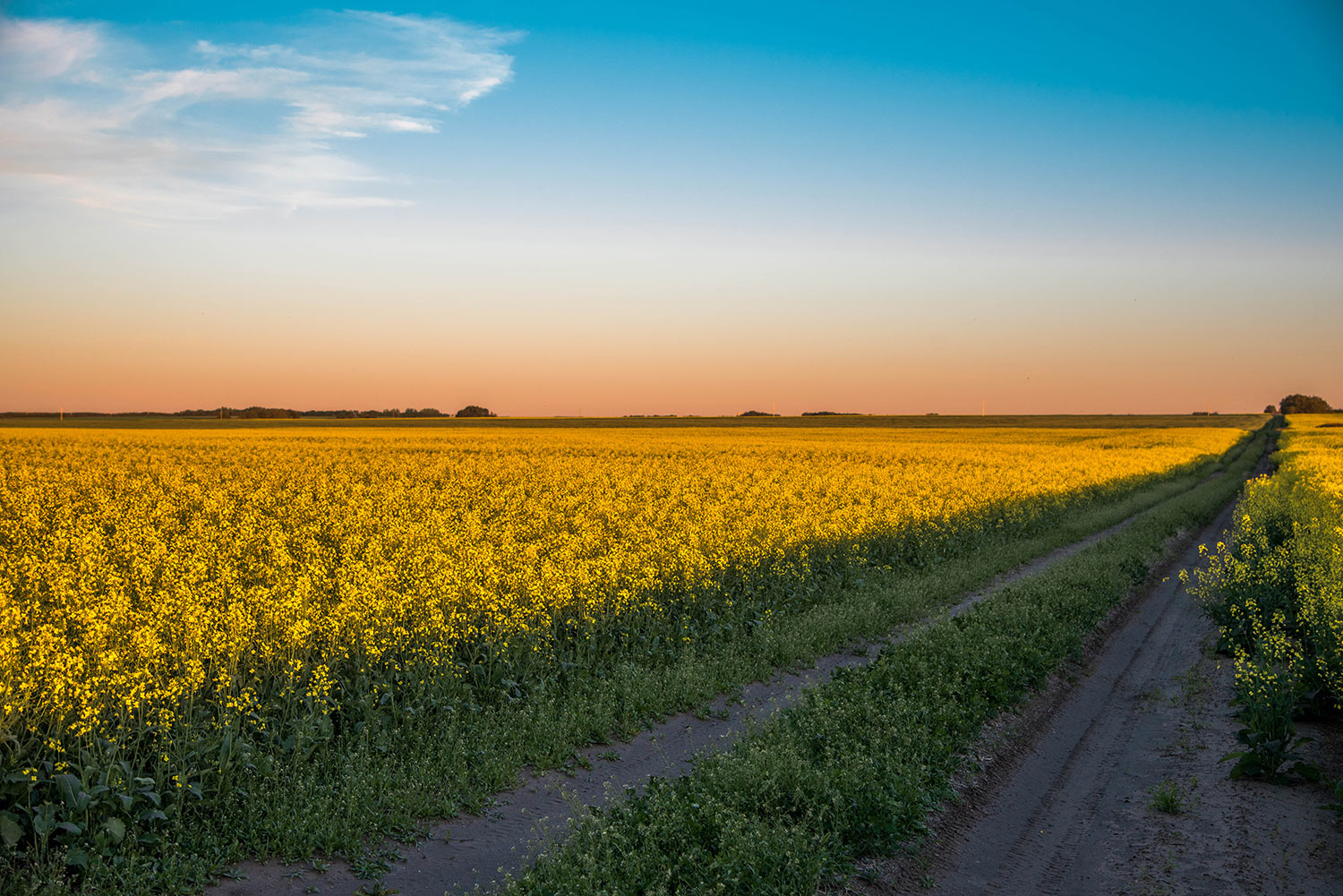 Canola road