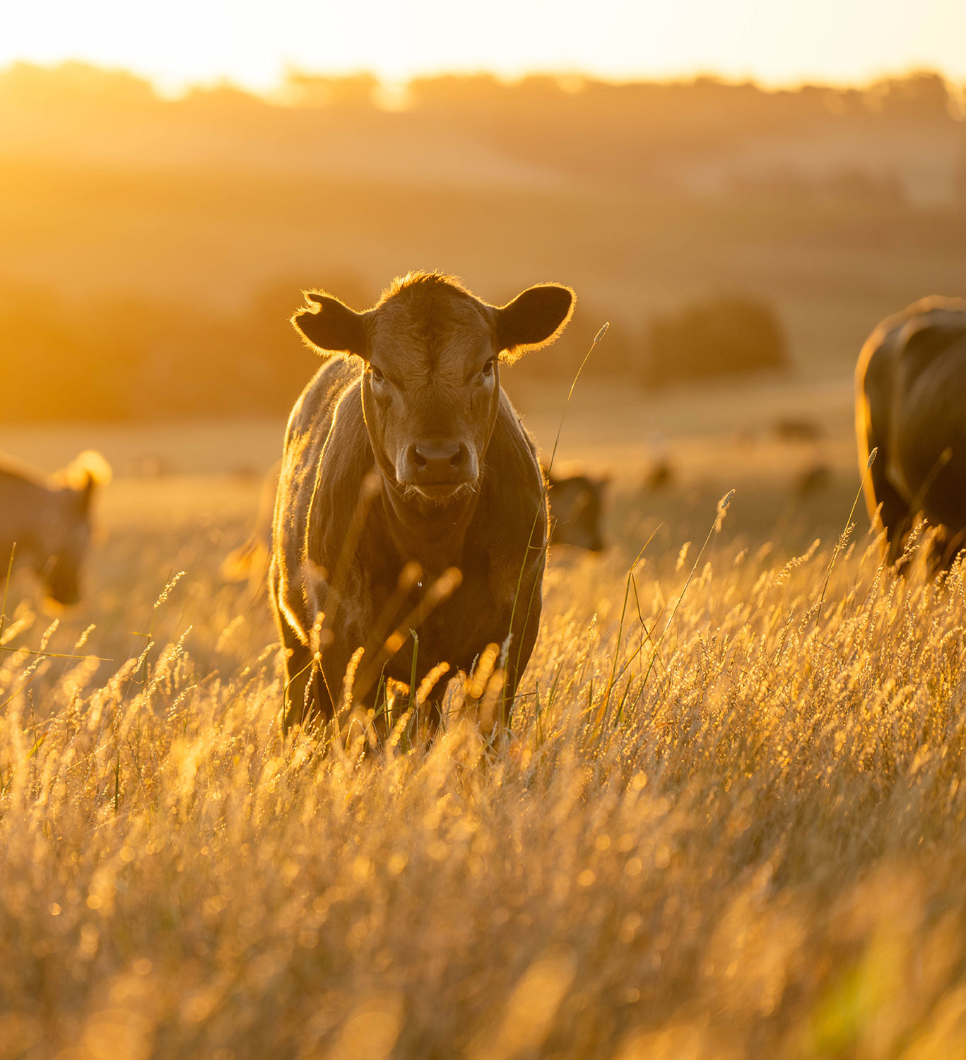Cows grazing in a field